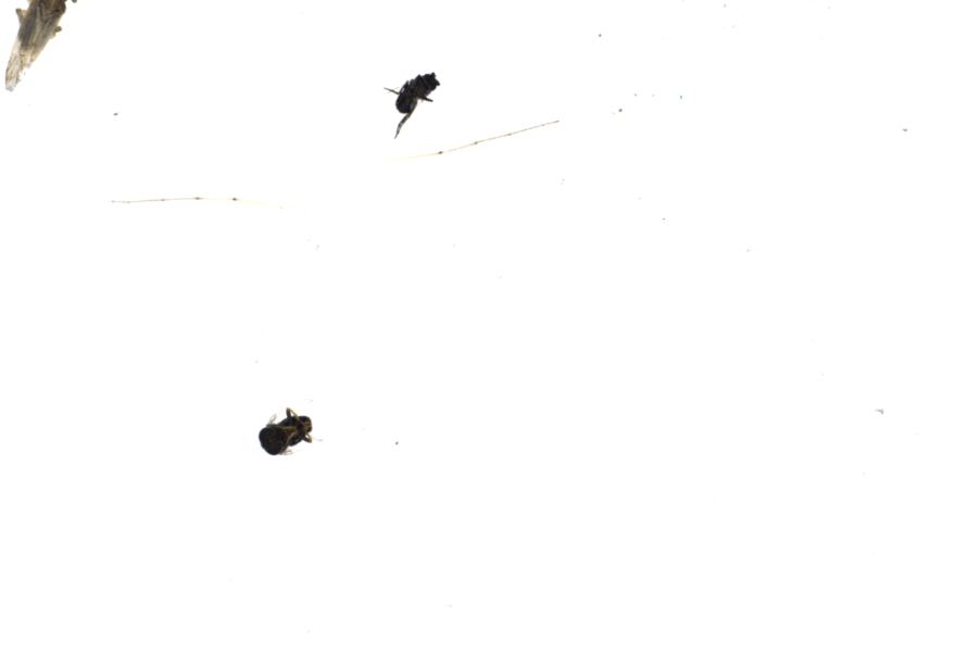 Image 71